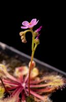 Drosera collinsiae